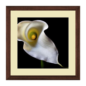 Set of 2 Calla Lily Flower Wall Art Hanging Frame For Wall Decor - DARSAAZ